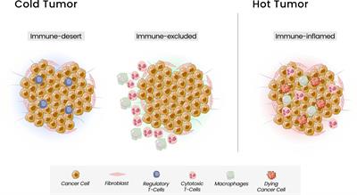 Modulation of tumor environment in colorectal cancer – could gut microbiota be a key player?